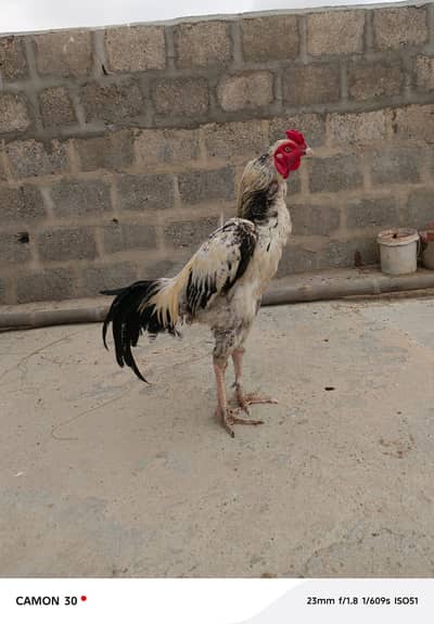 Murgha for sell