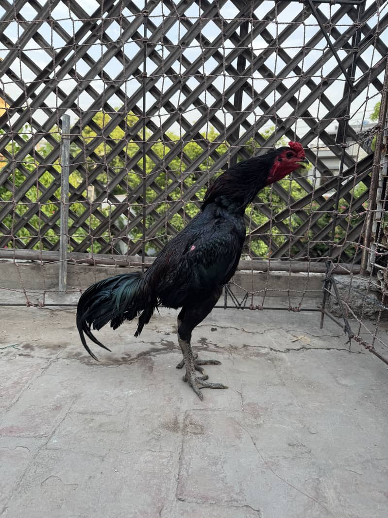 Pakoya Patha | Dragon 3