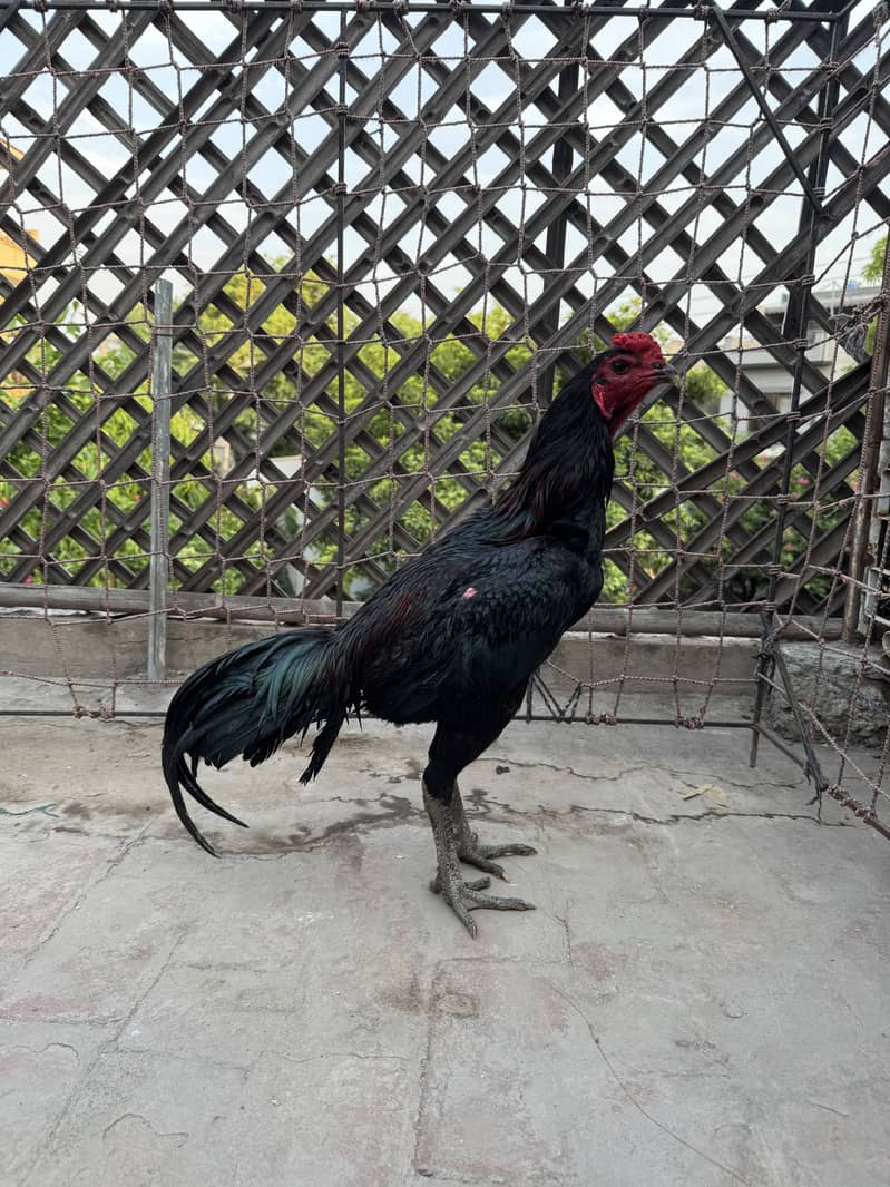 Pakoya Patha | Dragon 4