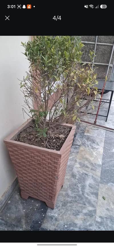 INDOOR OUTDOOR Ficus plant with pot