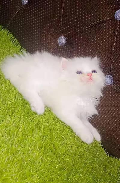 (Persian female kitten) (for sale all) (Pakistan delivery available)