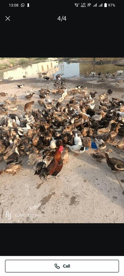Healthy egg laying ducks for sale