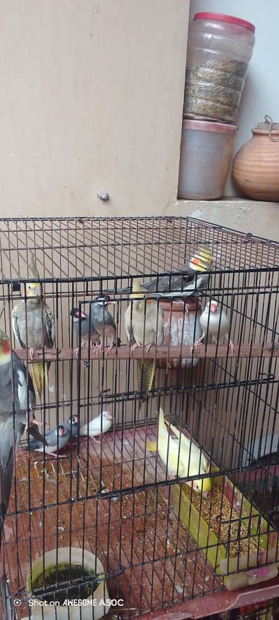 Healthy and active birds
