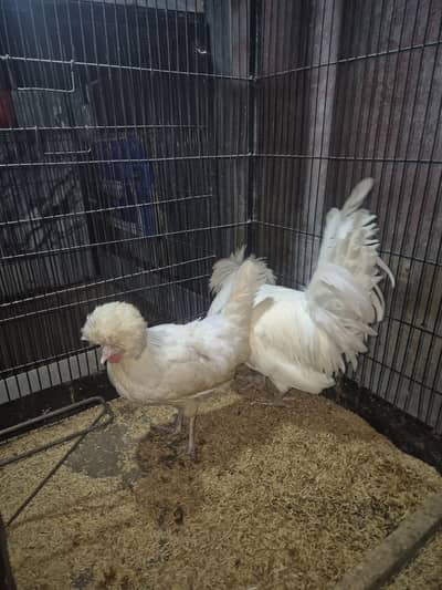 white Polish breeder pair Egg laying