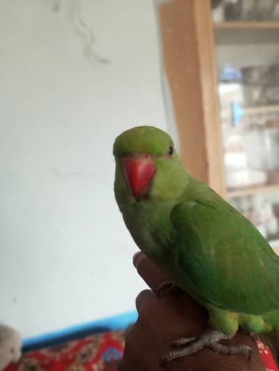 urgent for sale parrot