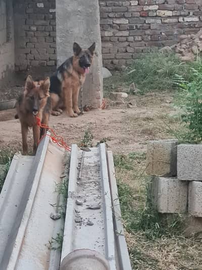 German Shepherd pair | single  coat | Gsd male | dog for sale