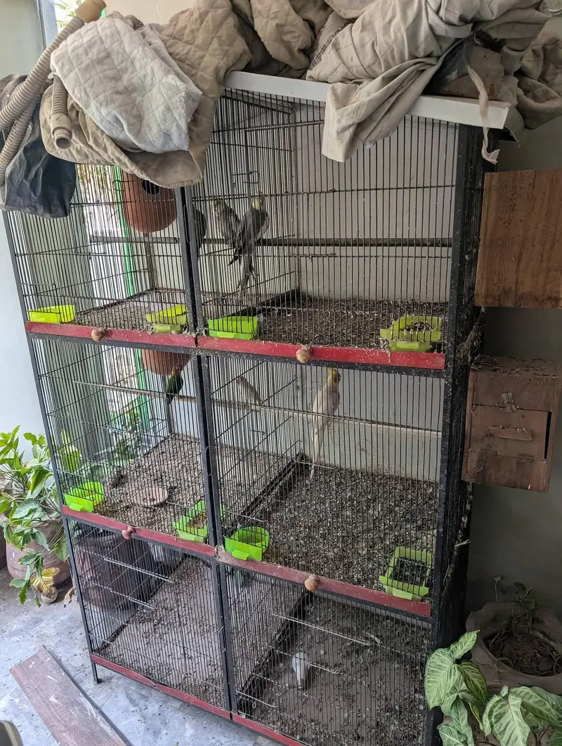Solid Iron Cage