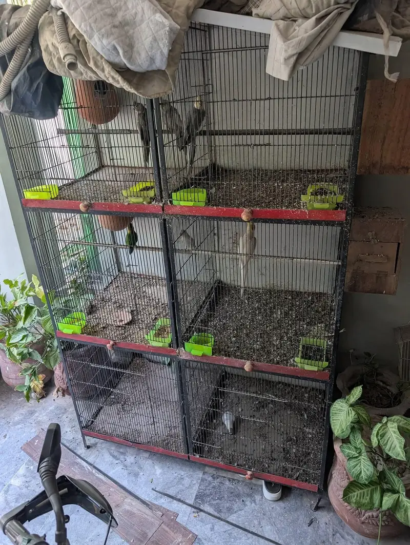 Solid Iron Cage — photo 2