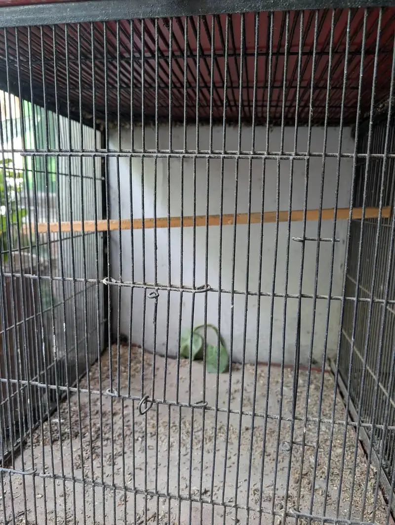 Solid Iron Cage — photo 4