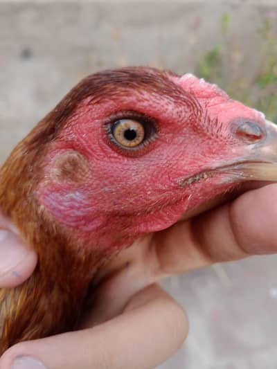 TOP QUALITY BURMI POKOY FEMALE AVAILABLE (03224492928)