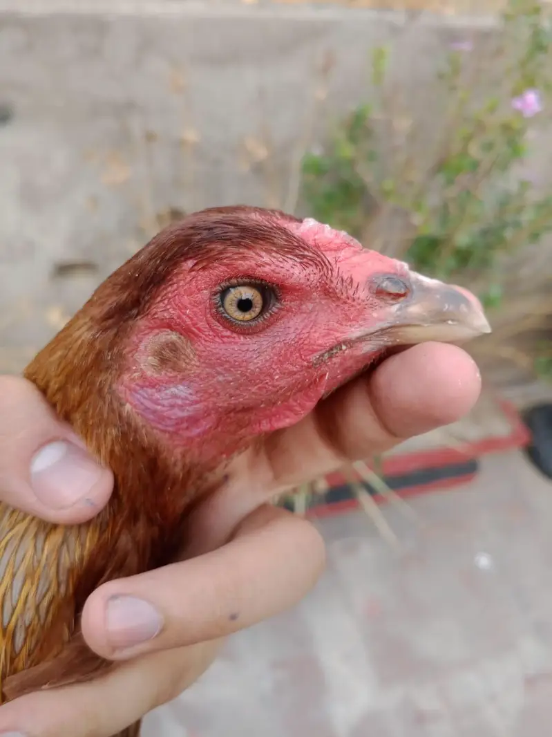 TOP QUALITY BURMI POKOY FEMALE AVAILABLE (03224492928) — photo 2