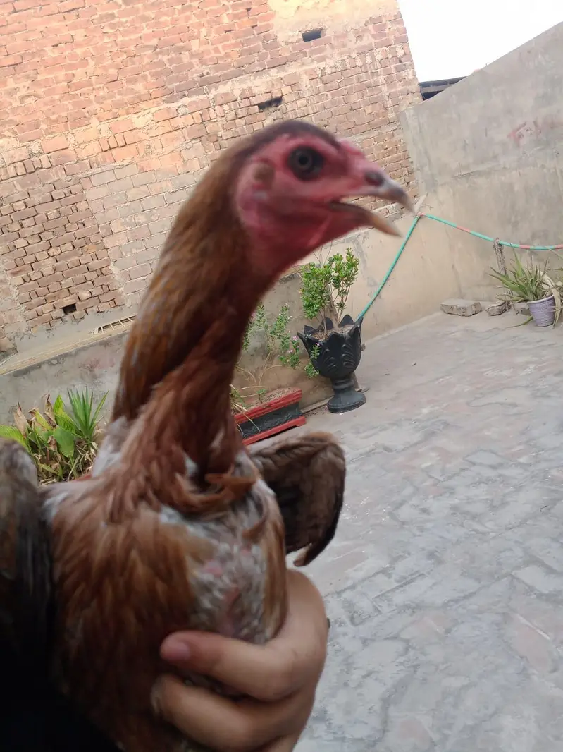 TOP QUALITY BURMI POKOY FEMALE AVAILABLE (03224492928) — photo 3