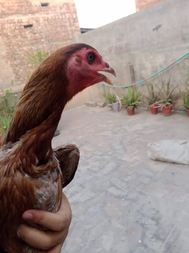 TOP QUALITY BURMI POKOY FEMALE AVAILABLE (03224492928) — photo 4