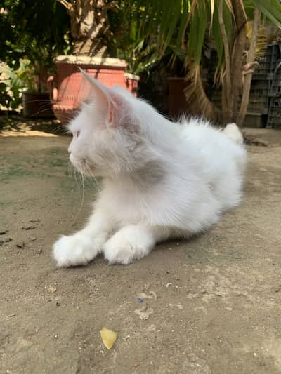 Persian cat
