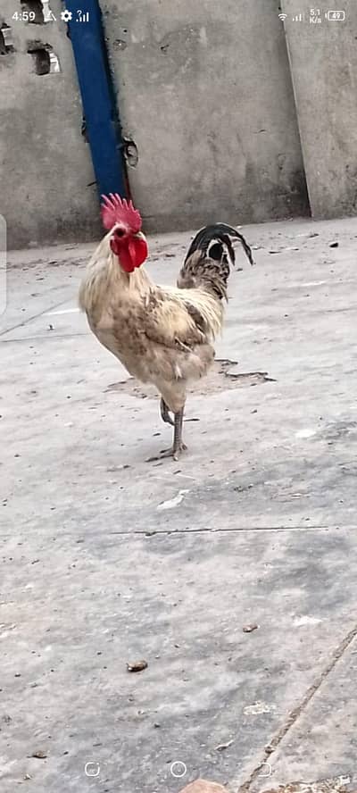 rooster for sale number 03119577319
