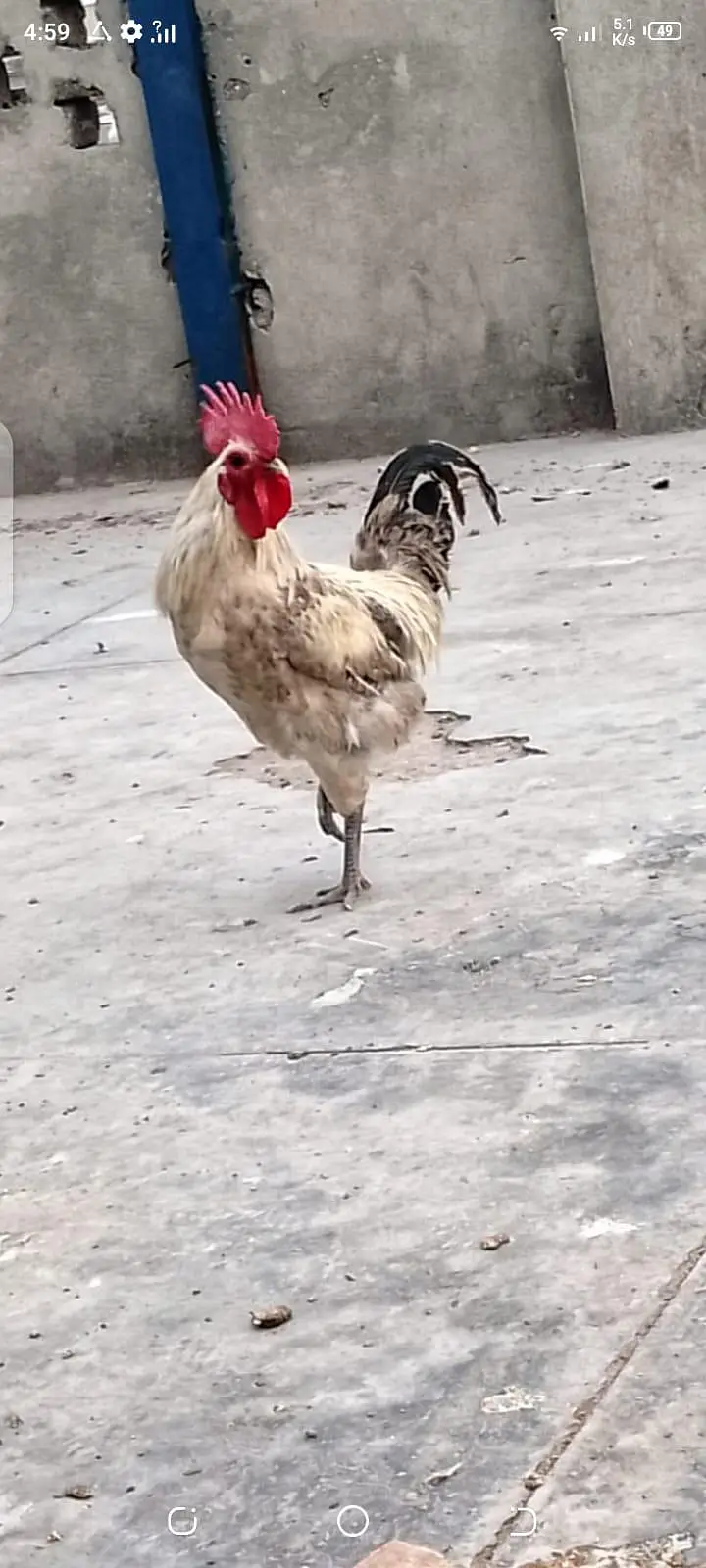 rooster for sale number 03119577319