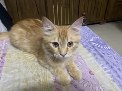 Sale for cat