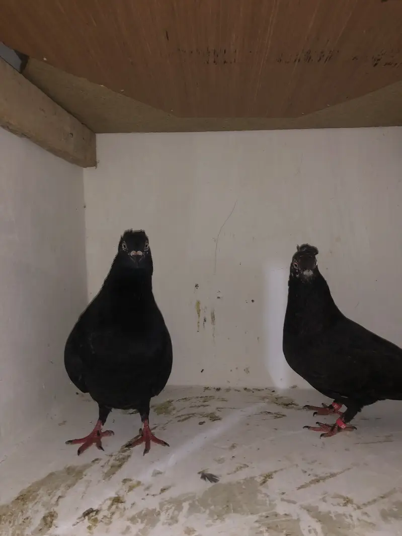 Urgent sale 03195681510 — photo 8