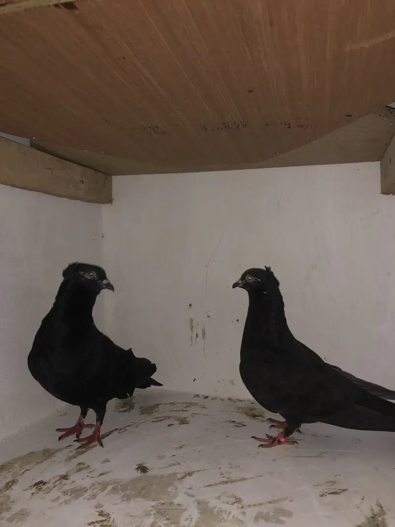 Urgent sale 03195681510 — photo 9