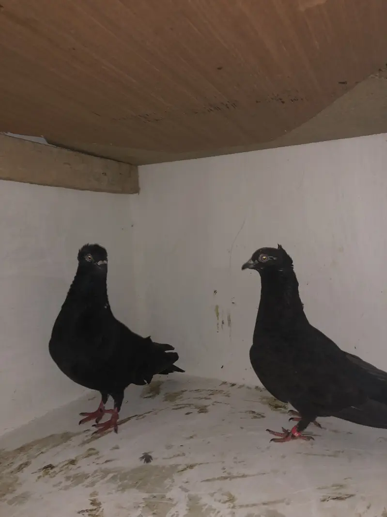 Urgent sale 03195681510 — photo 10