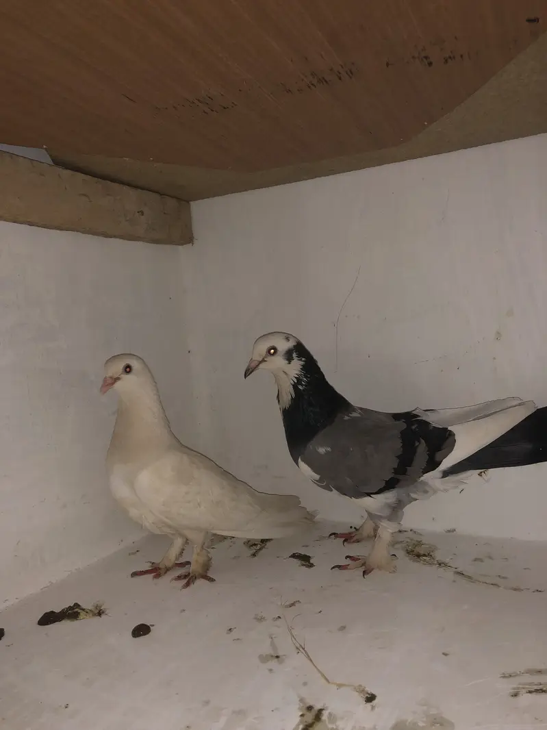 Urgent sale 03195681510 — photo 11