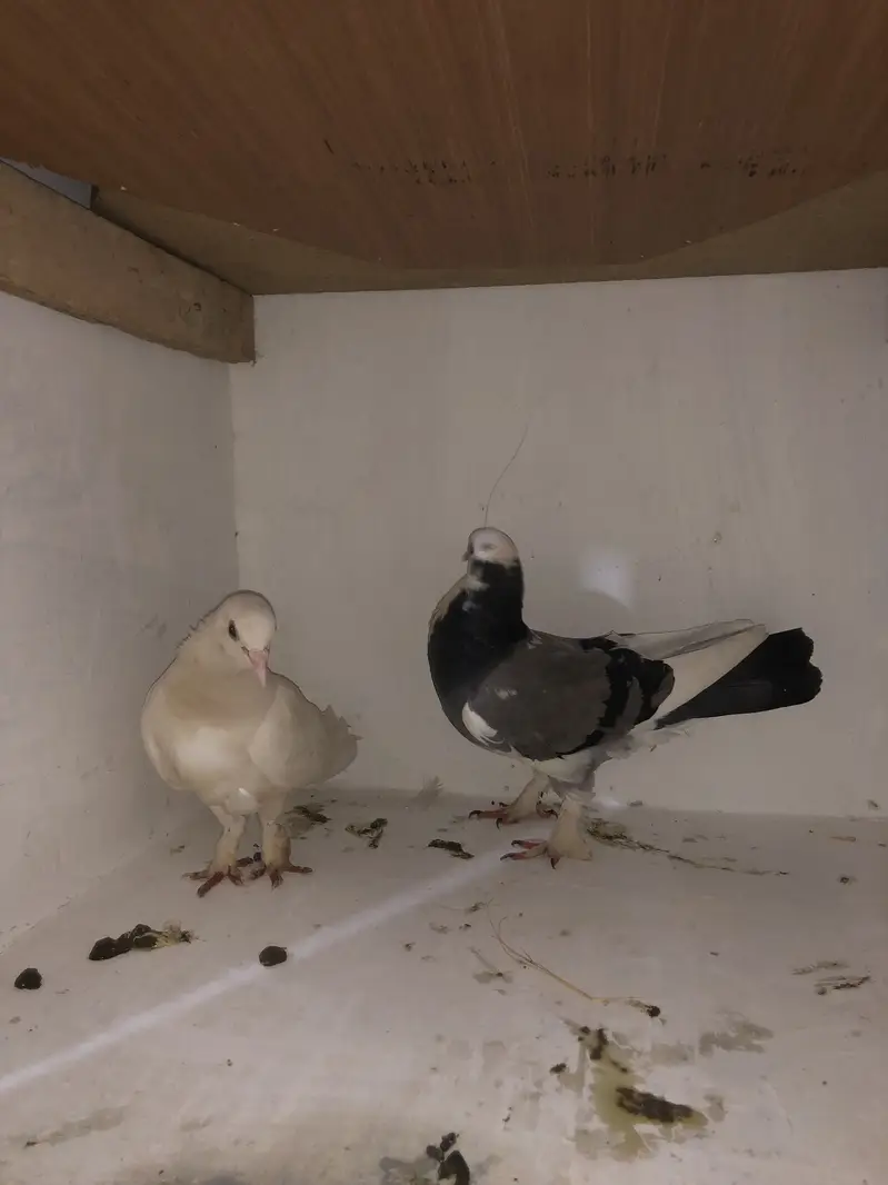 Urgent sale 03195681510 — photo 12