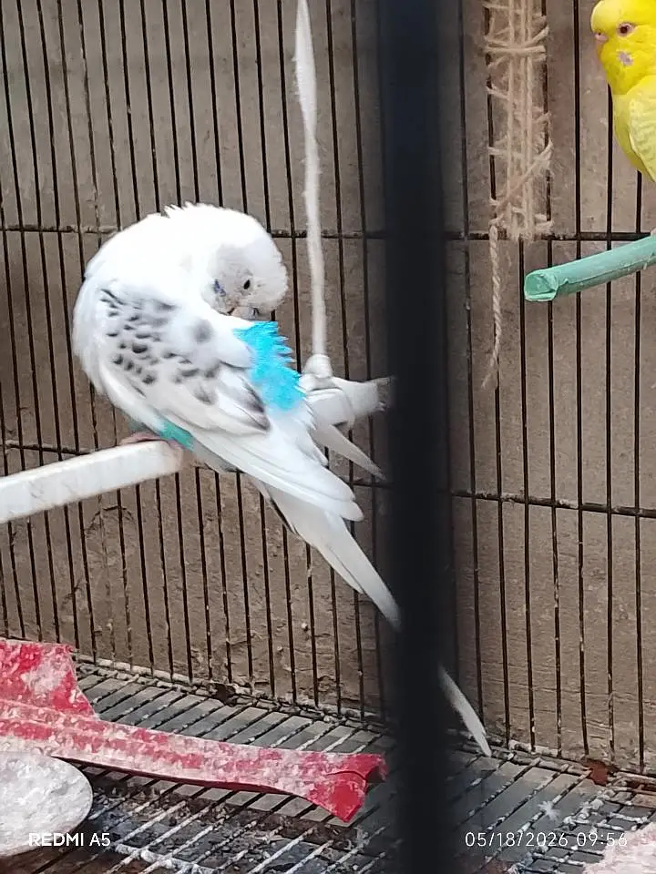 Hogoromo budgie — photo 5