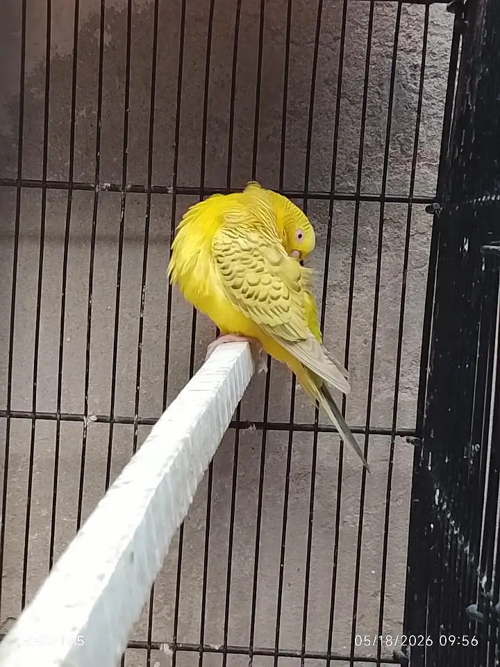 Hogoromo budgie — photo 6