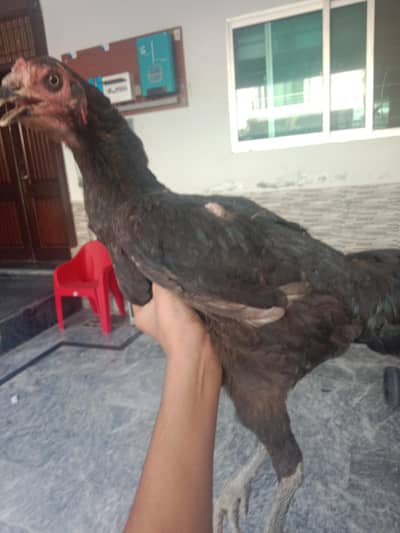 breeder aseel han