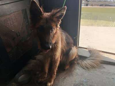 100% original breed fully vaccinated Urgent sale shifting abroad