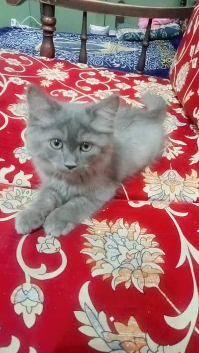 a cute baby cat