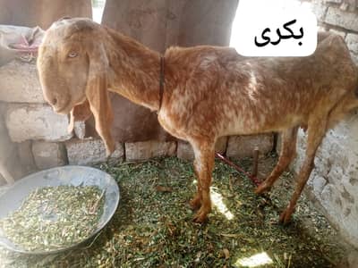 Goats. Maki cheeni bakri. bakria. breeder