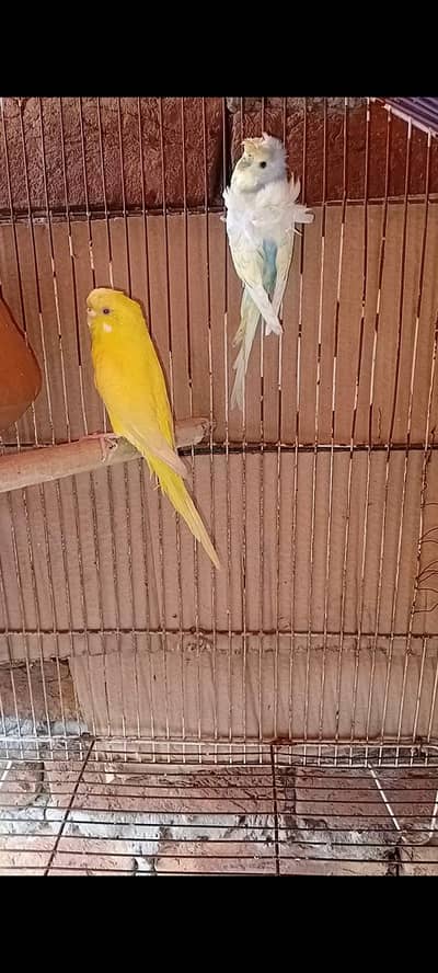 King Size Budgies and Hogoromo (03225296432)
