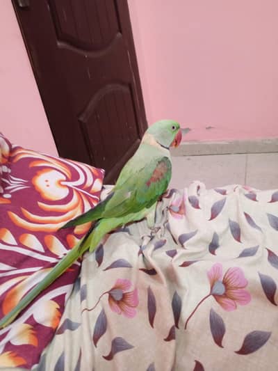 hand tame and talking raw parrot healthy contact number 03174373497