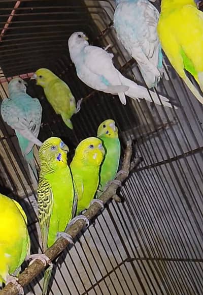 Breeder Pair