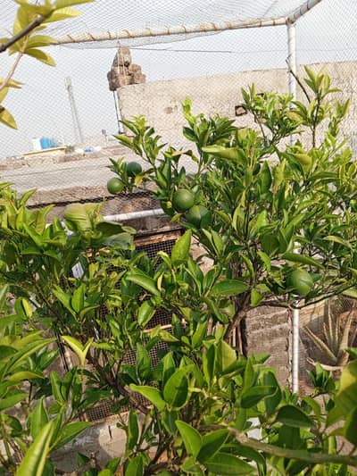 orange plant and many others