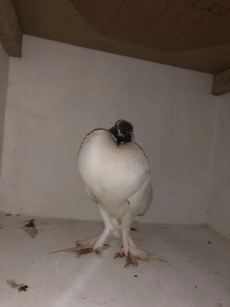 Urgent sale 03195681510 — photo 8