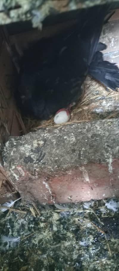 All Home Breed Gurranttee Pigeons