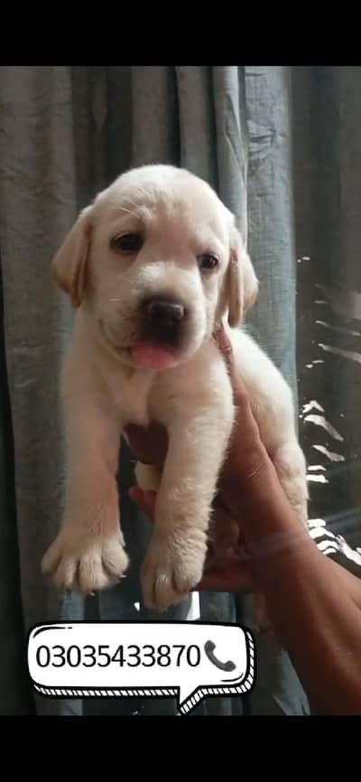 British Labrador top quality female puppy