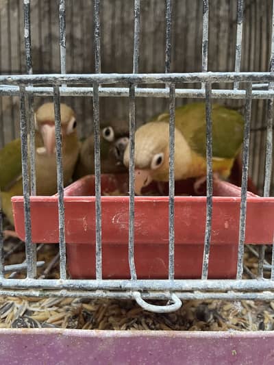 100% Breeder Pineapple Conure