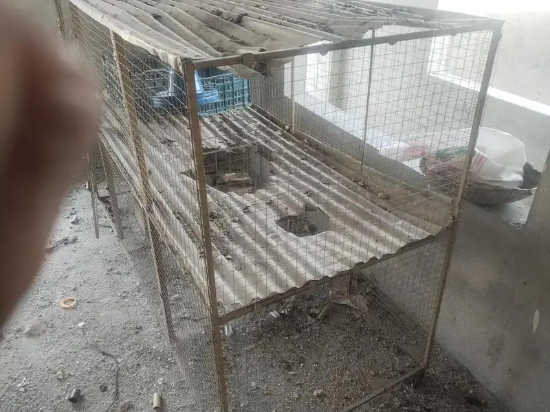 2 Portion Chicken Cage / Murghi Ka Pinjra — photo 2