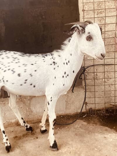 Bakra 03121077207