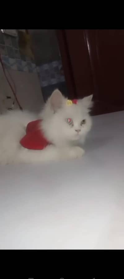 Persian cat