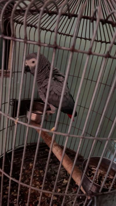 Grey Parrot