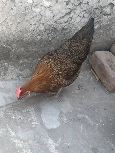 Ak murga ardo murgian available ha sale k ly