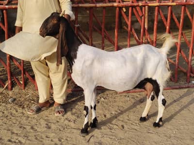 pateri gabban bakri