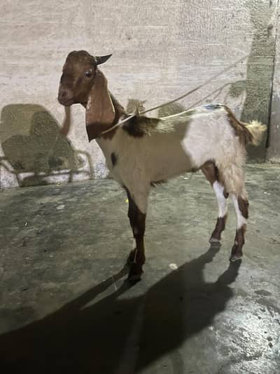 bakra goat