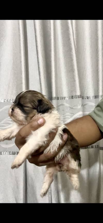 Shihtzu puppies