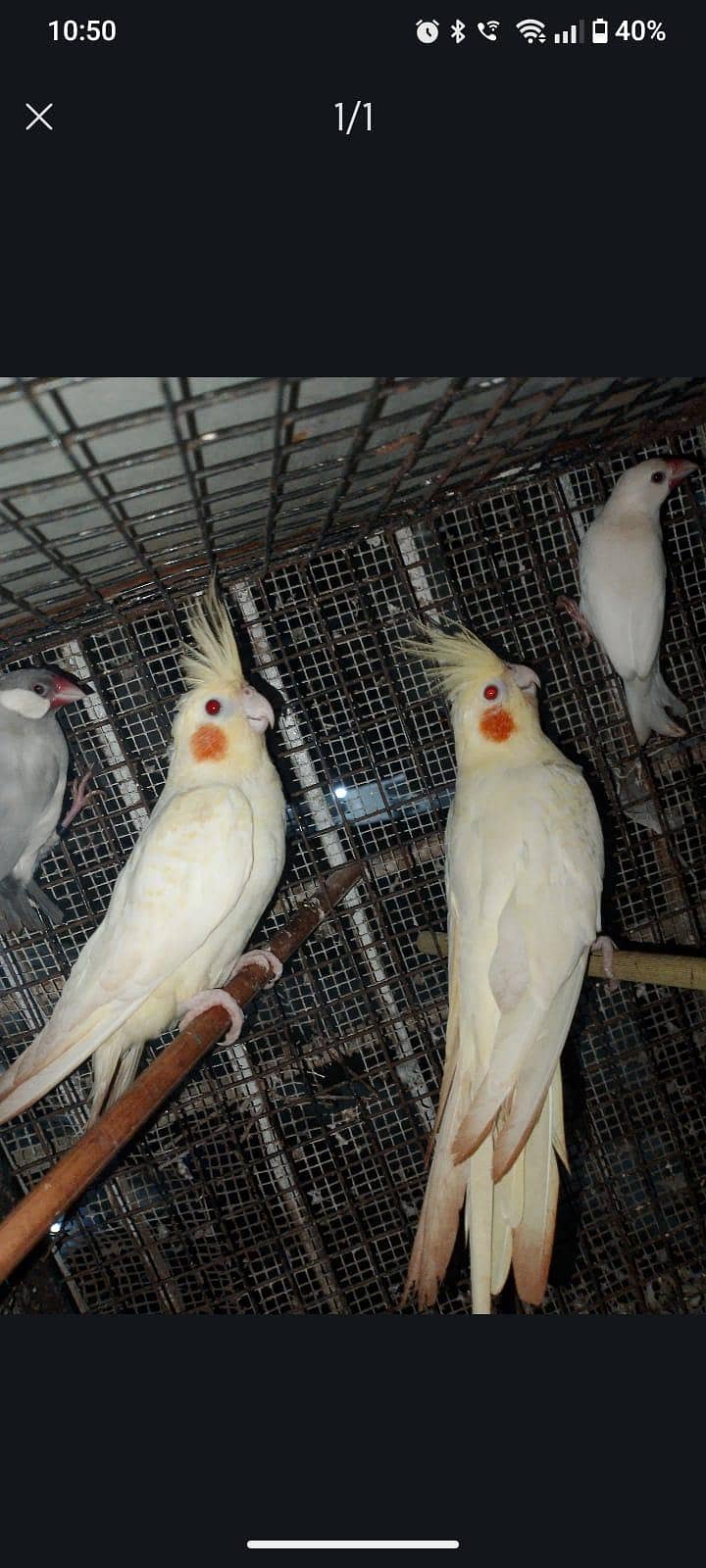 2 female java 1