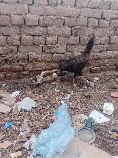 1 hen and 3 chicks